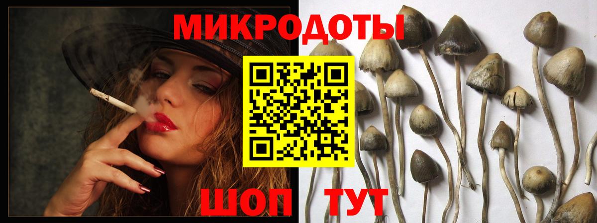 Псилоцибиновые грибы Psilocybine cubensis Каменка